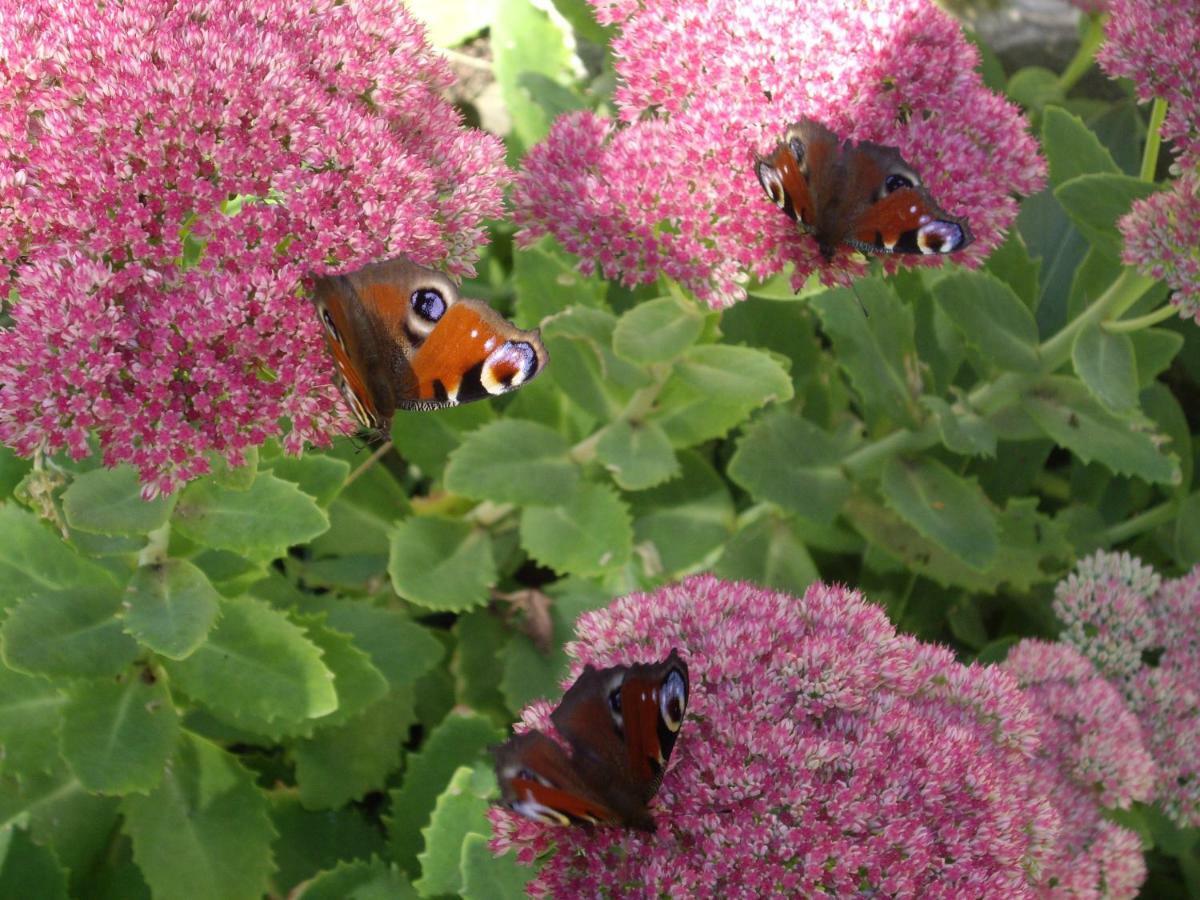 Les Herbagettes Nonant ภายนอก รูปภาพ